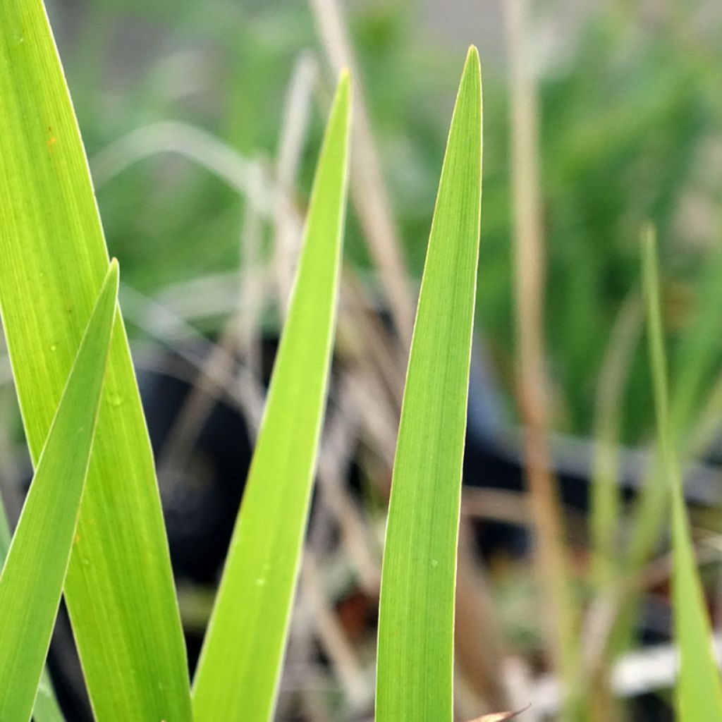 Samettikurjenmiekka - Iris laevigata