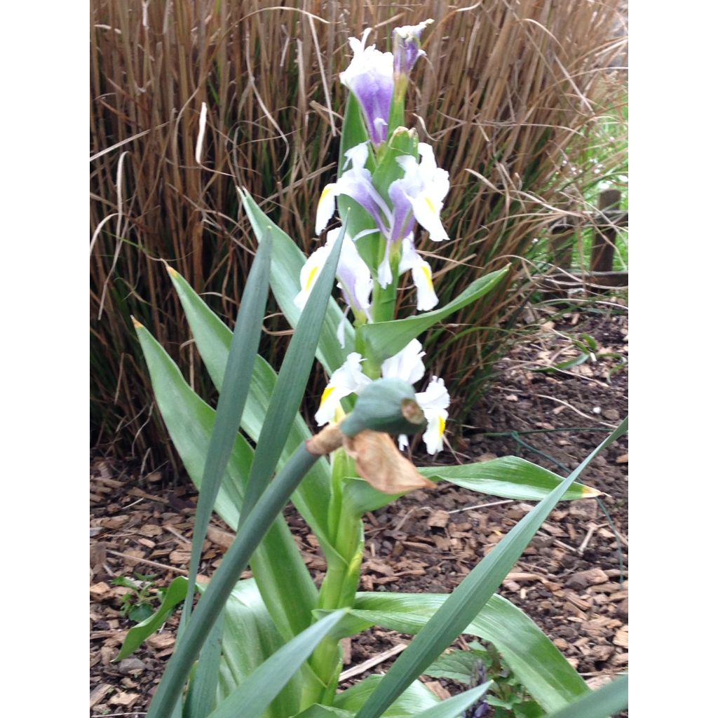 Kurjenmiekka - Iris magnifica