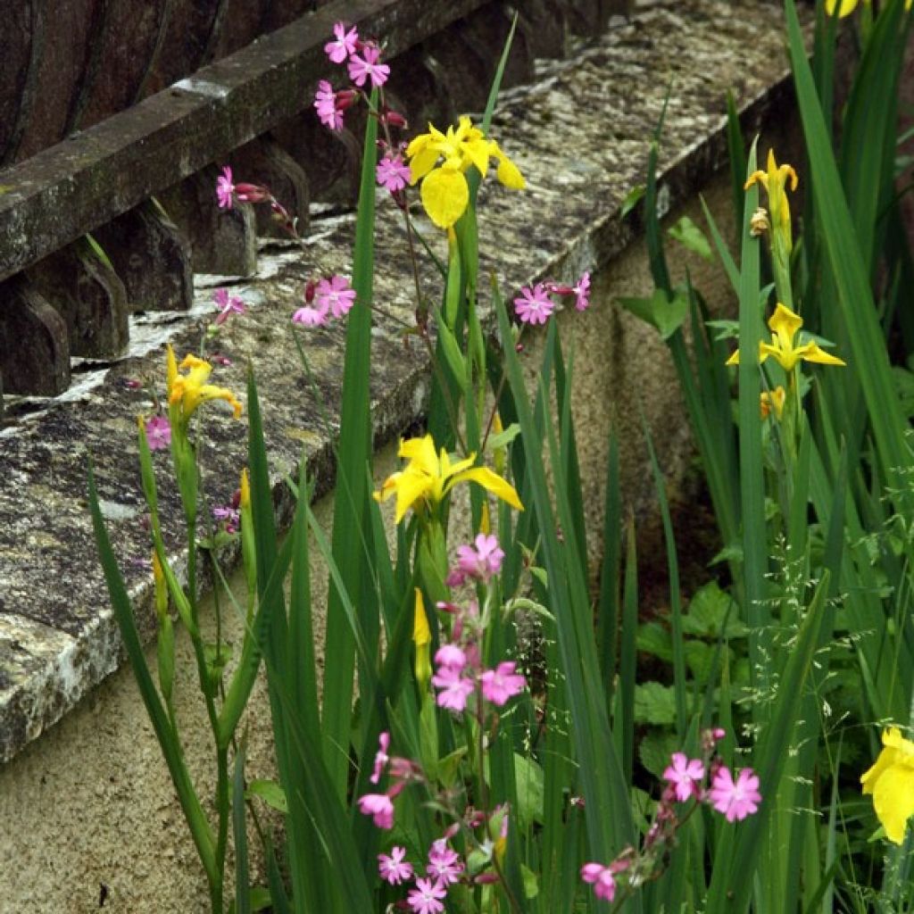 Keltakurjenmiekka - Iris pseudacorus