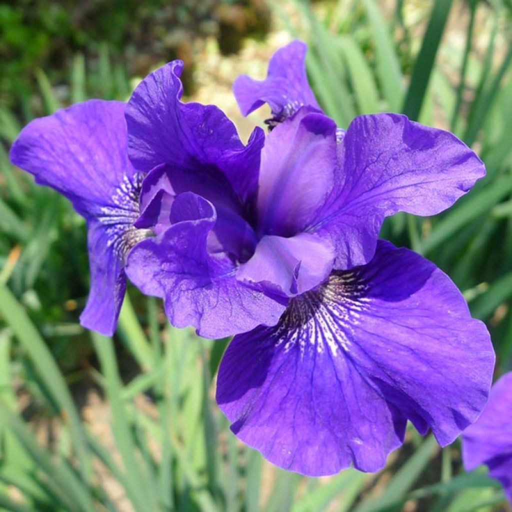 Siperiankurjenmiekka Ruffled Velvet