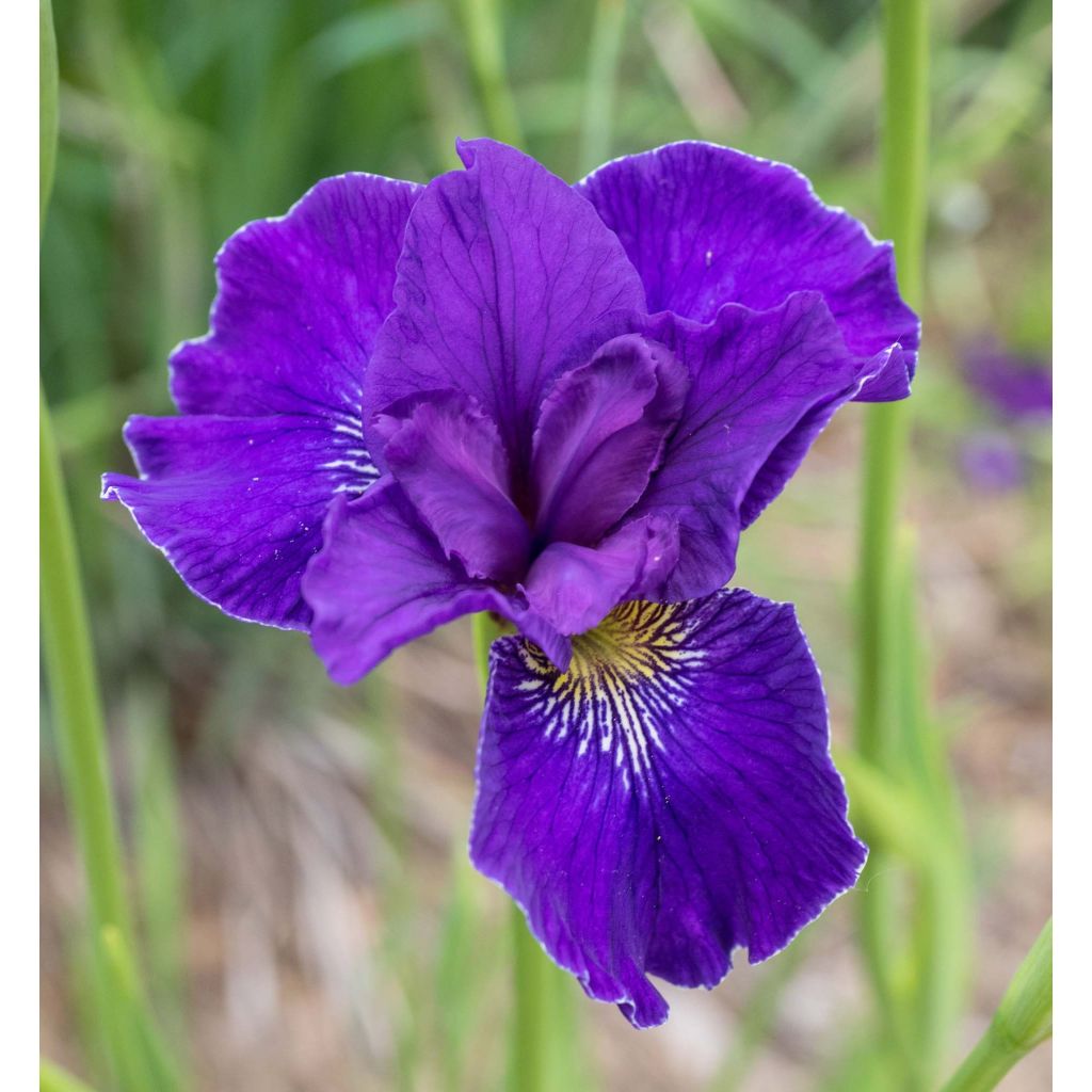 Siperiankurjenmiekka Ruffled Velvet