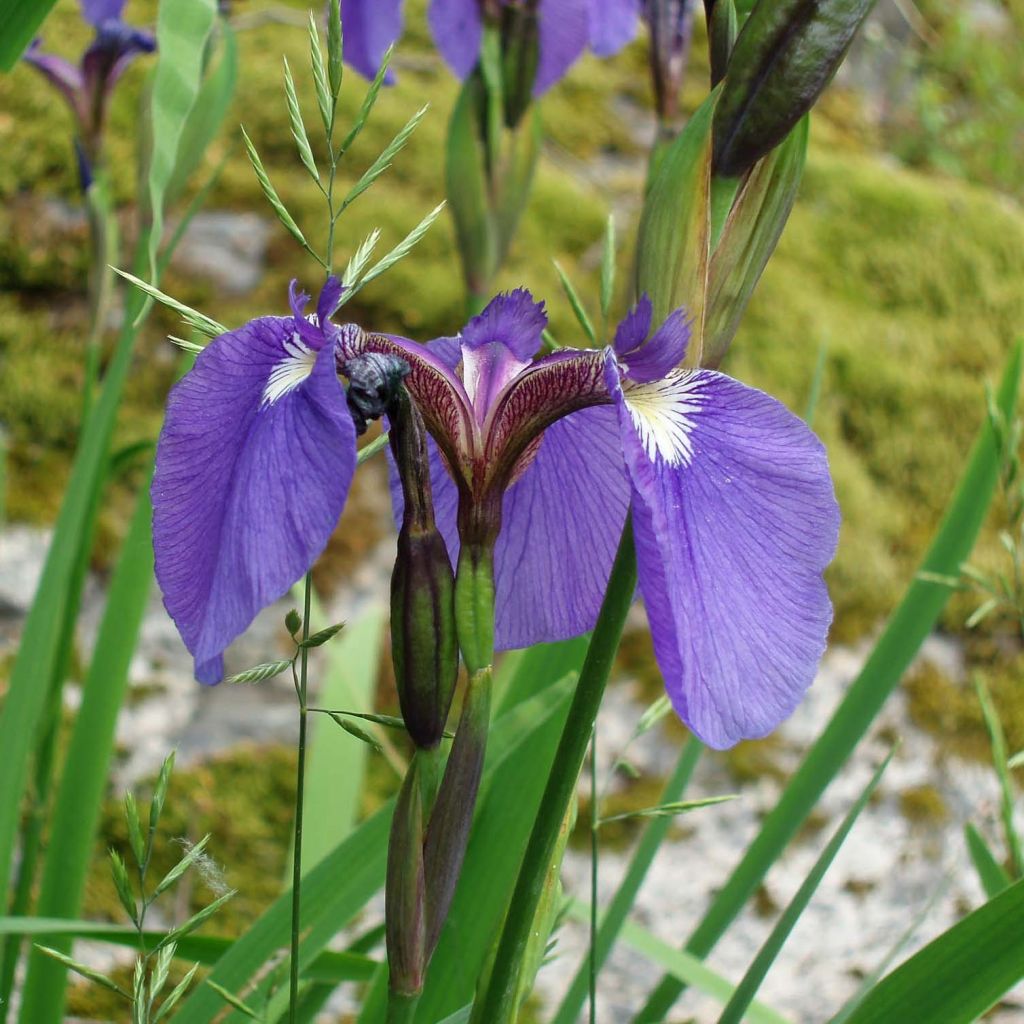 Kaunokurjenmiekka - Iris setosa
