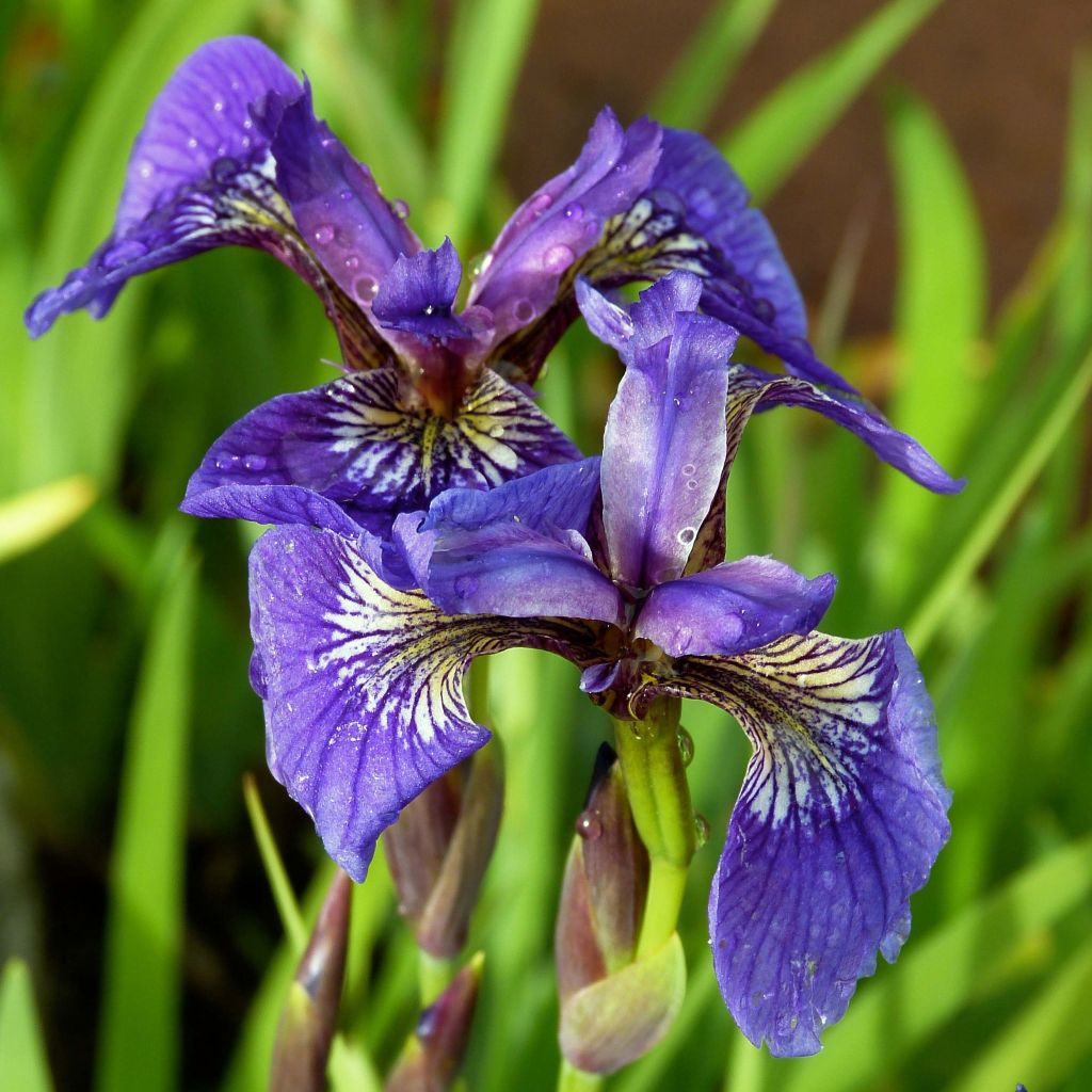 Kaunokurjenmiekka - Iris setosa