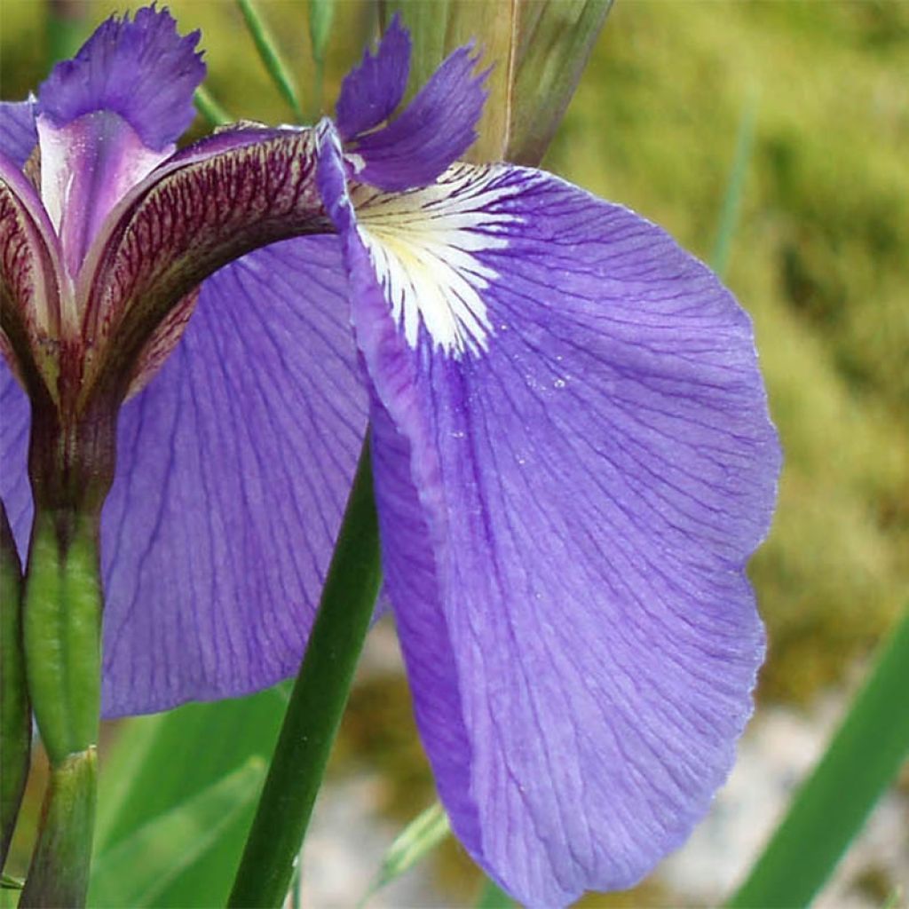 Kaunokurjenmiekka - Iris setosa
