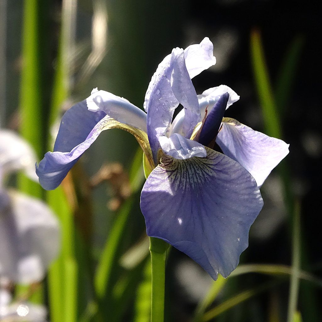 Siperiankurjenmiekka Perry's Blue