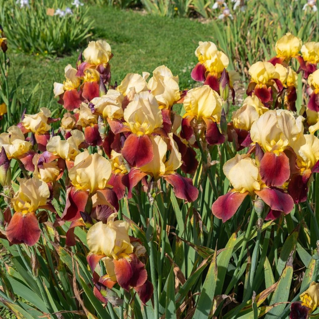 Saksankurjenmiekka Accent Variegata