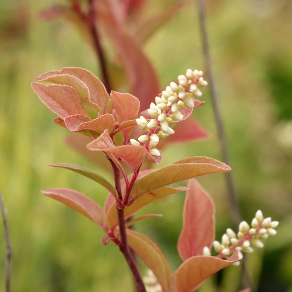 Itea virginica Henry's Garnet
