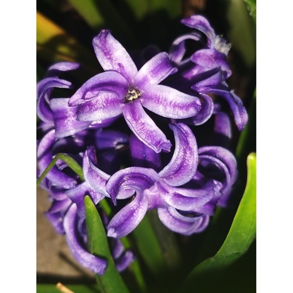 Hyasintti Blue pearl