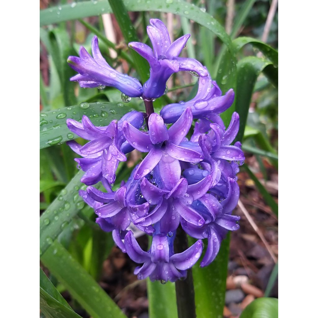 Hyasintti Delft Blue