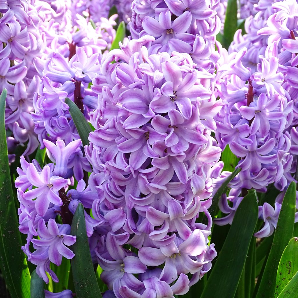 Hyasintti Splendid Cornélia