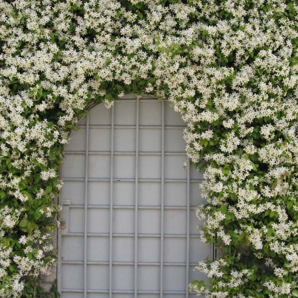 Tähtijasmiini - Trachelospermum jasminoides