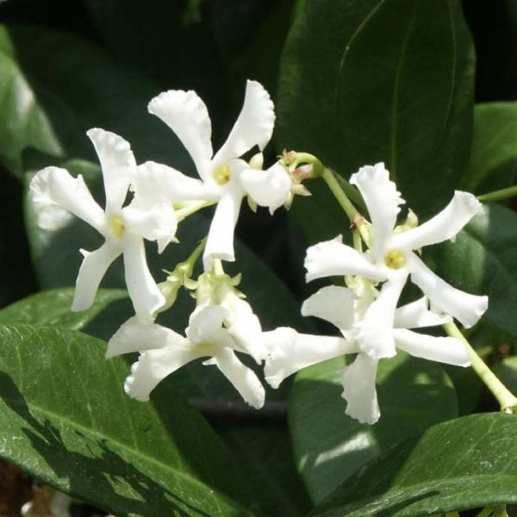 Tähtijasmiini - Trachelospermum jasminoides