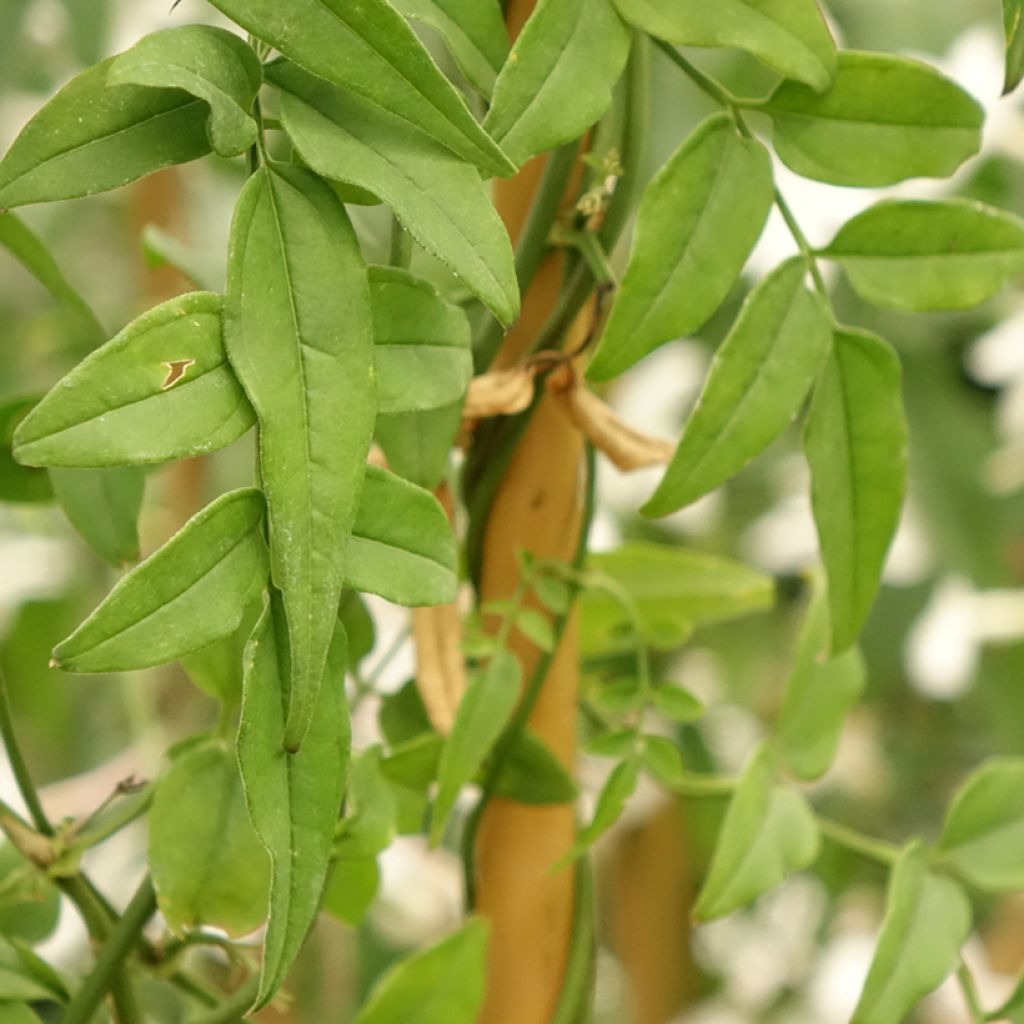 Kiinanjasmiini - Jasminum polyanthum