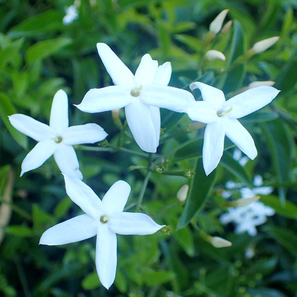 Madeiranjasmiini - Jasminum azoricum