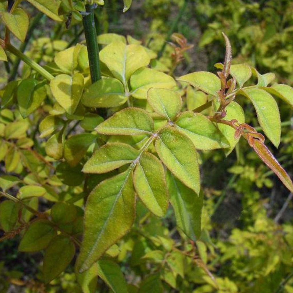 Jasmiini Aureum