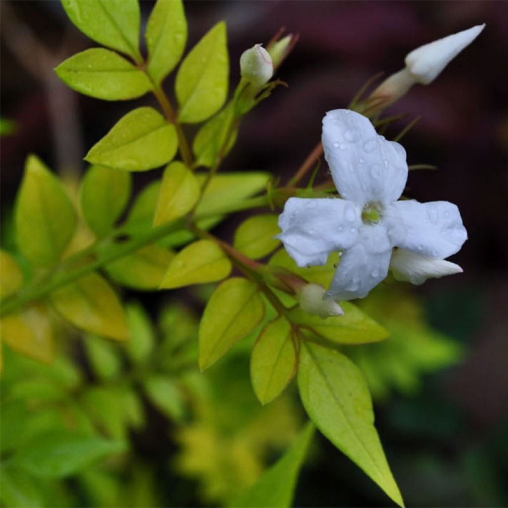 Jasmiini Aureum