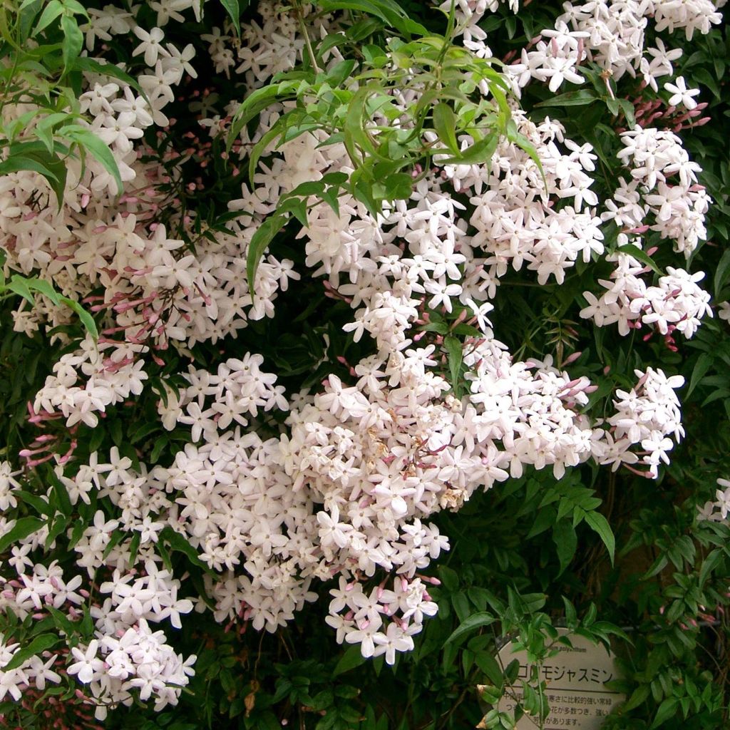 Kiinanjasmiini - Jasminum polyanthum