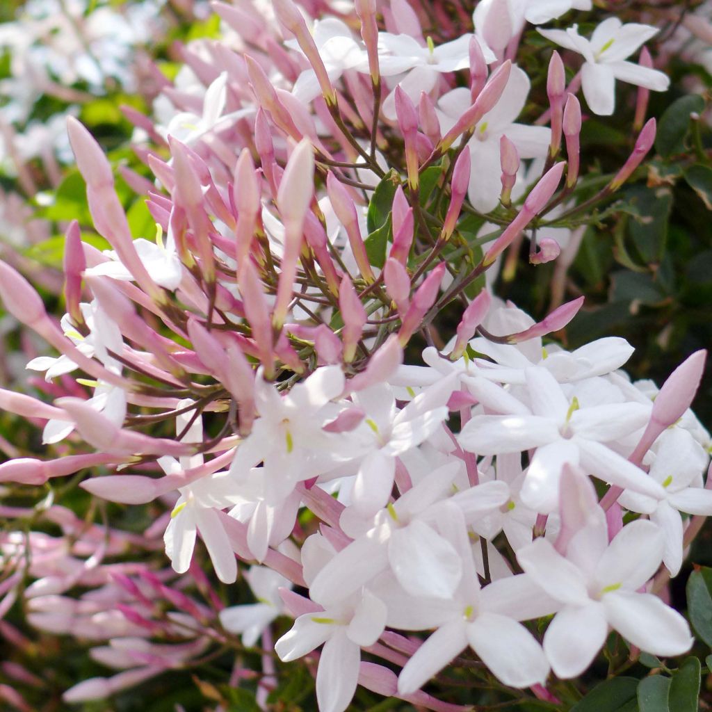 Kiinanjasmiini - Jasminum polyanthum