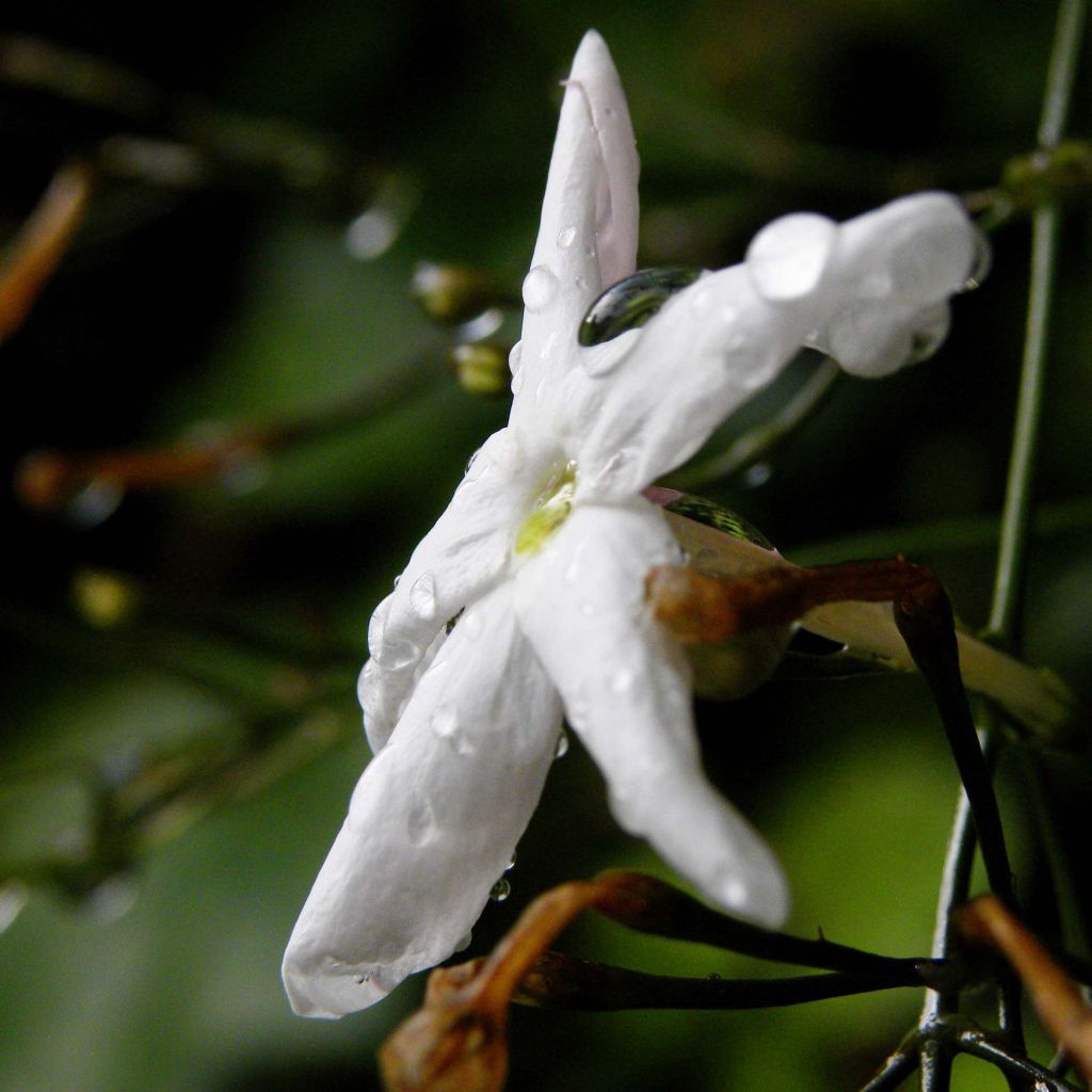 Kiinanjasmiini - Jasminum polyanthum