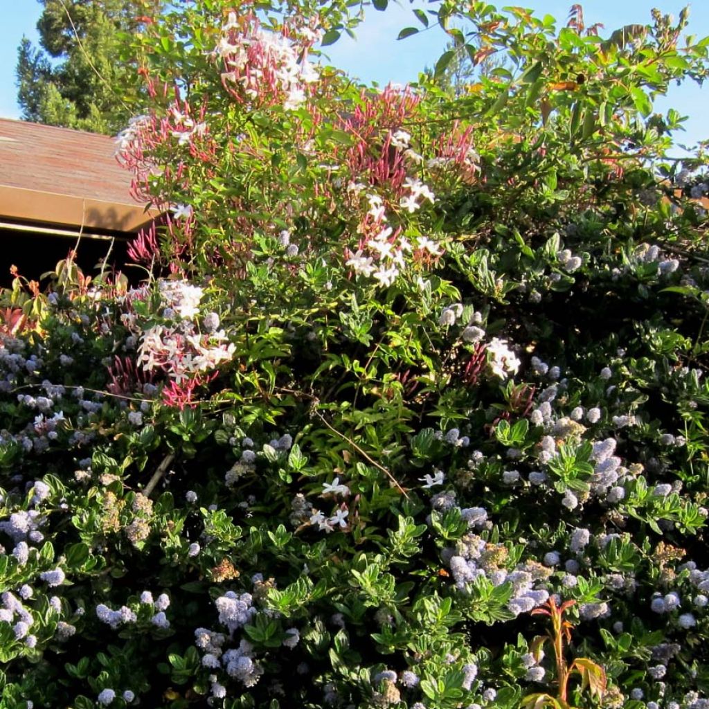Kiinanjasmiini - Jasminum polyanthum