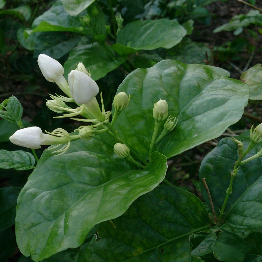 Arabianjasmiini - Jasminum sambac