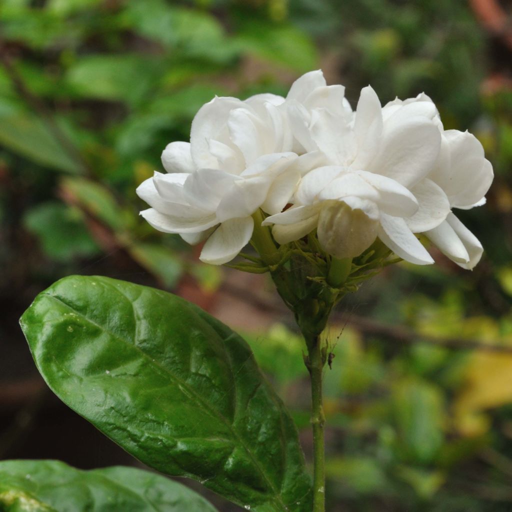 Arabianjasmiini - Jasminum sambac