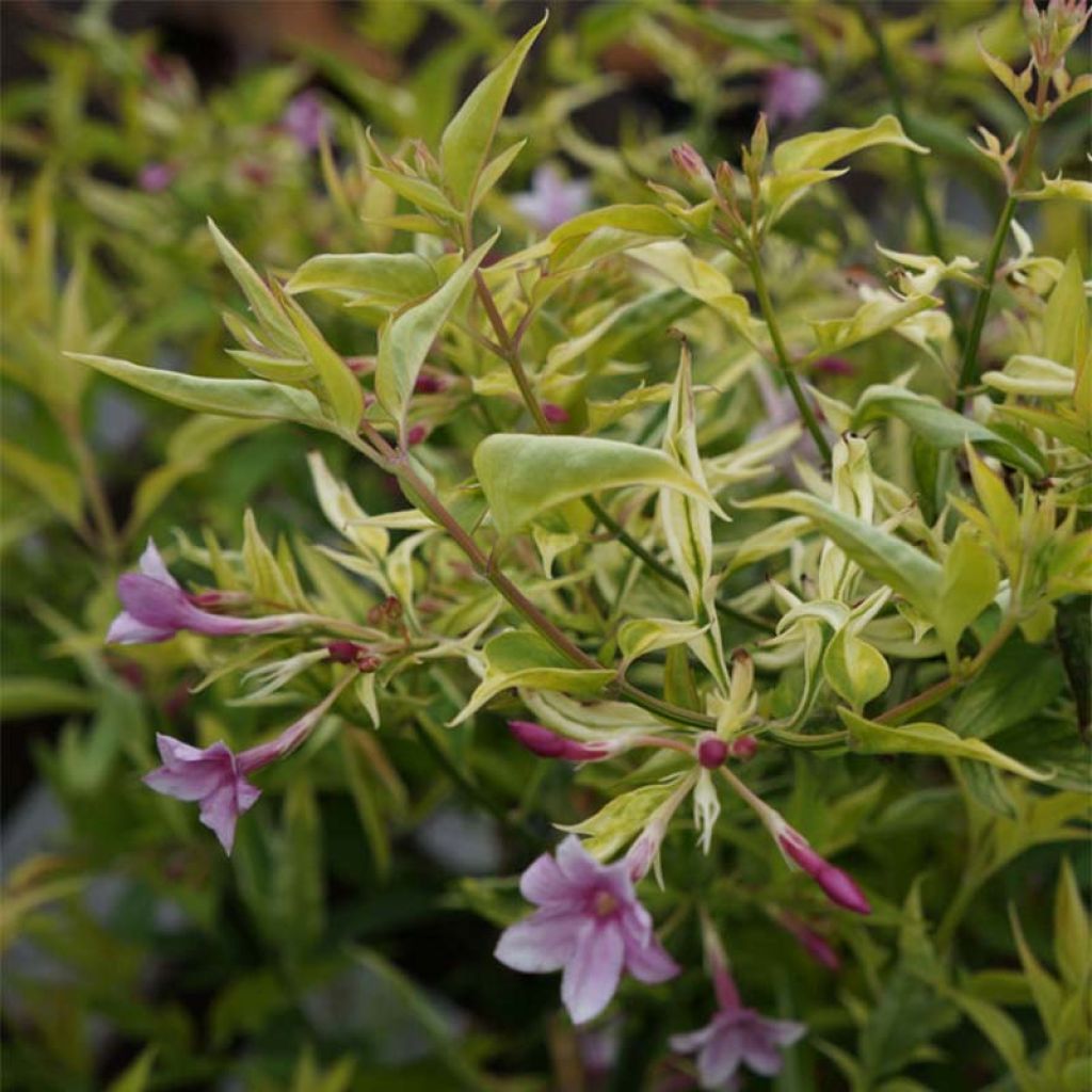 Jasmiini - Jasminum x stephanense