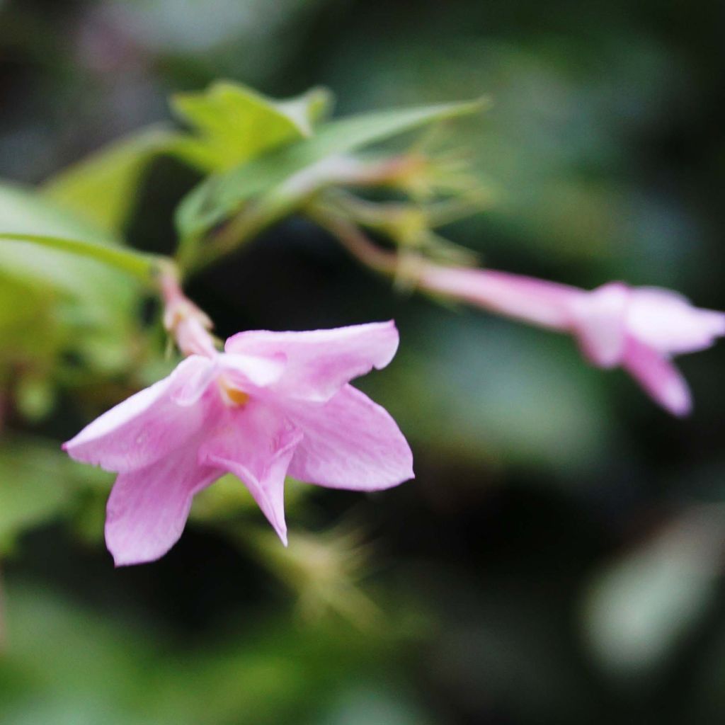 Jasmiini - Jasminum x stephanense
