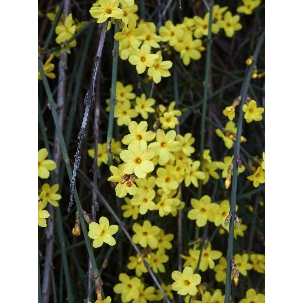 Talvijasmiini - Jasminum nudiflorum