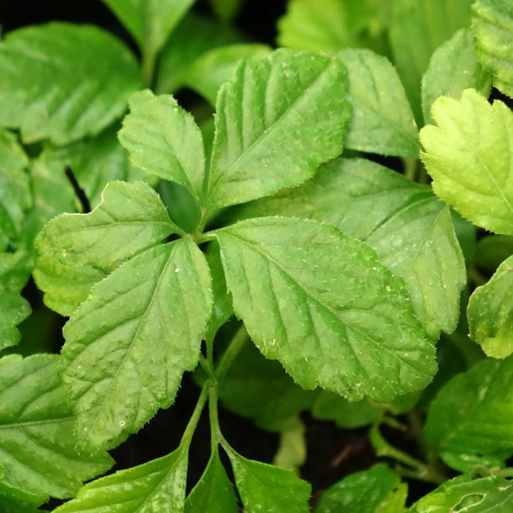 Sormirypälekurkku - Gynostemma pentaphyllum