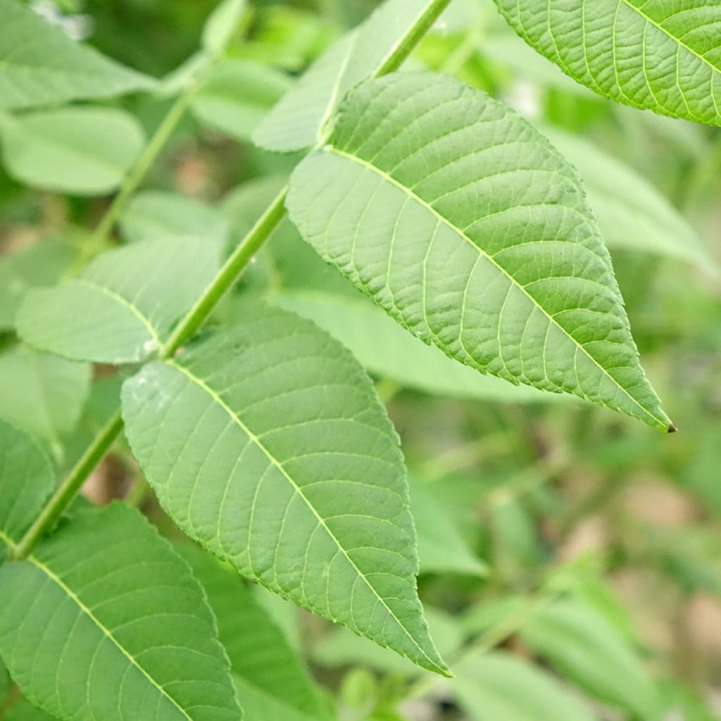 Mustajalopähkinä - Juglans nigra