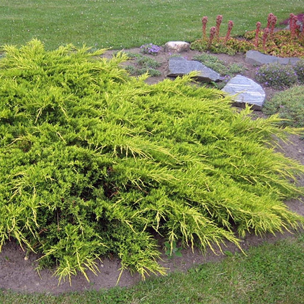 Tarhakataja Pfitzeriana Aurea