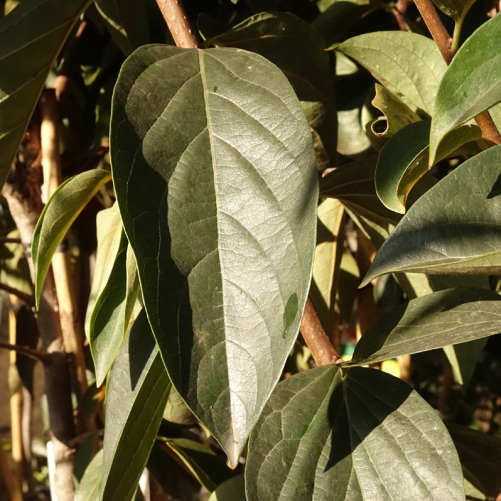 Kaki Fuyu