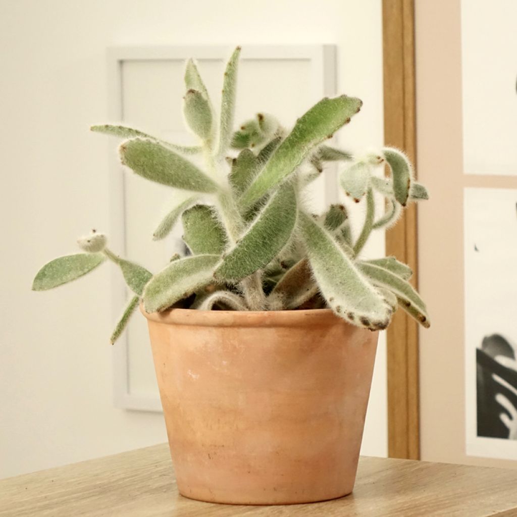 Nukkaitulehti - Kalanchoe tomentosa