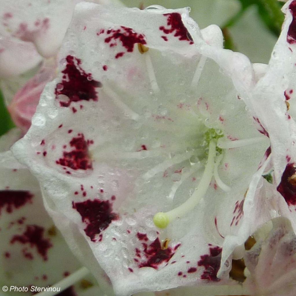 Leveälehtikalmia Freckles