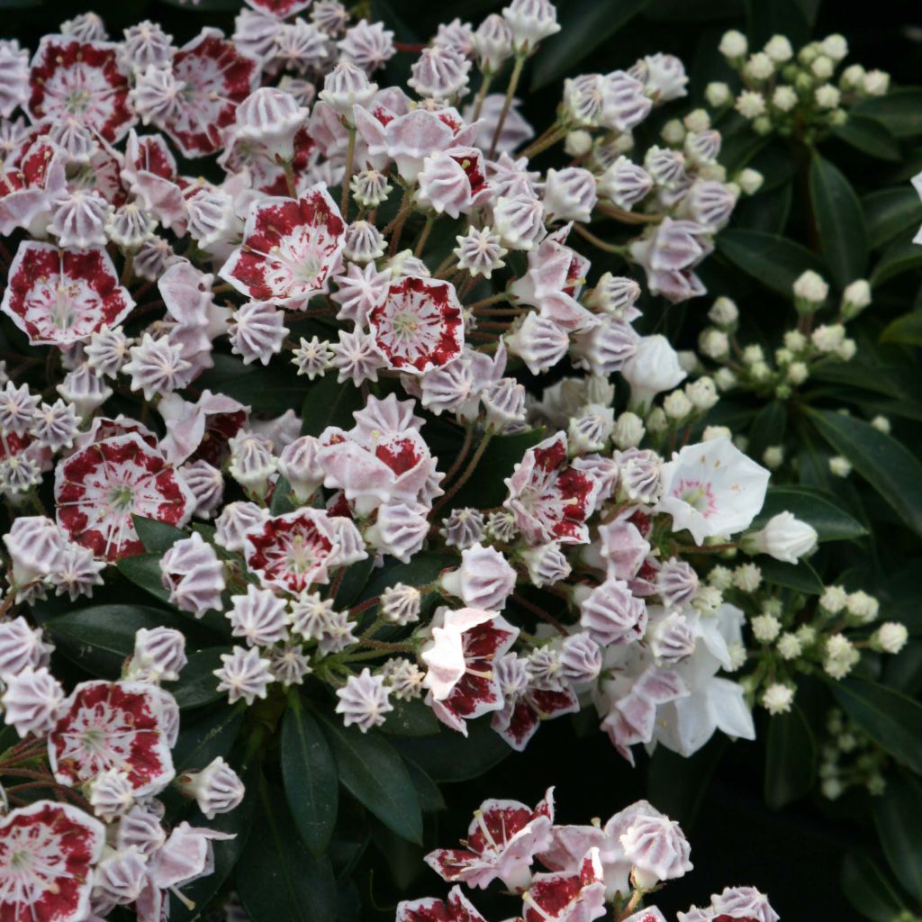 Leveälehtikalmia Minuet