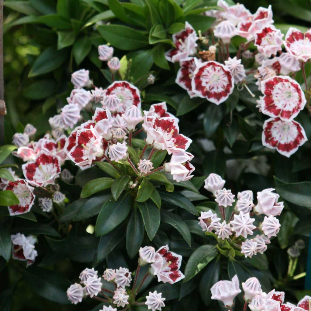 Leveälehtikalmia Minuet