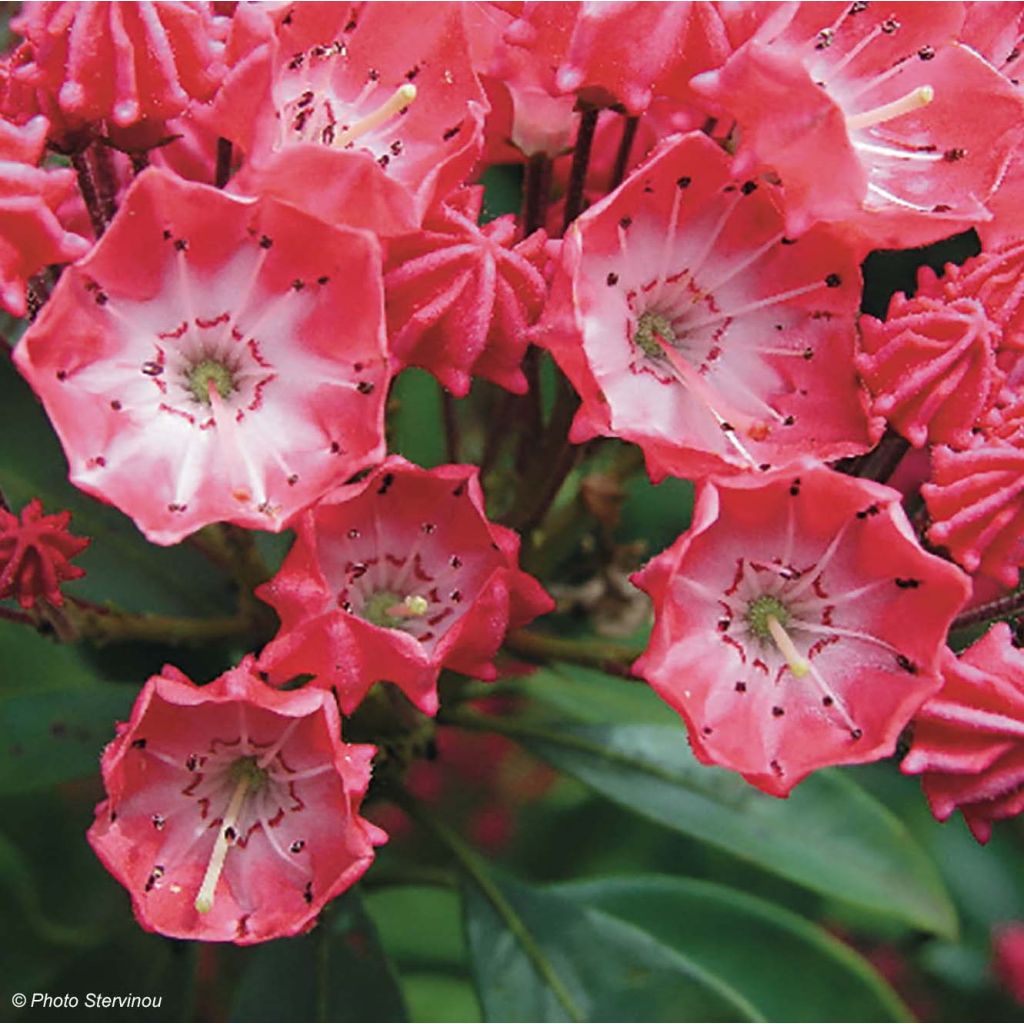 Leveälehtikalmia Pinkobello