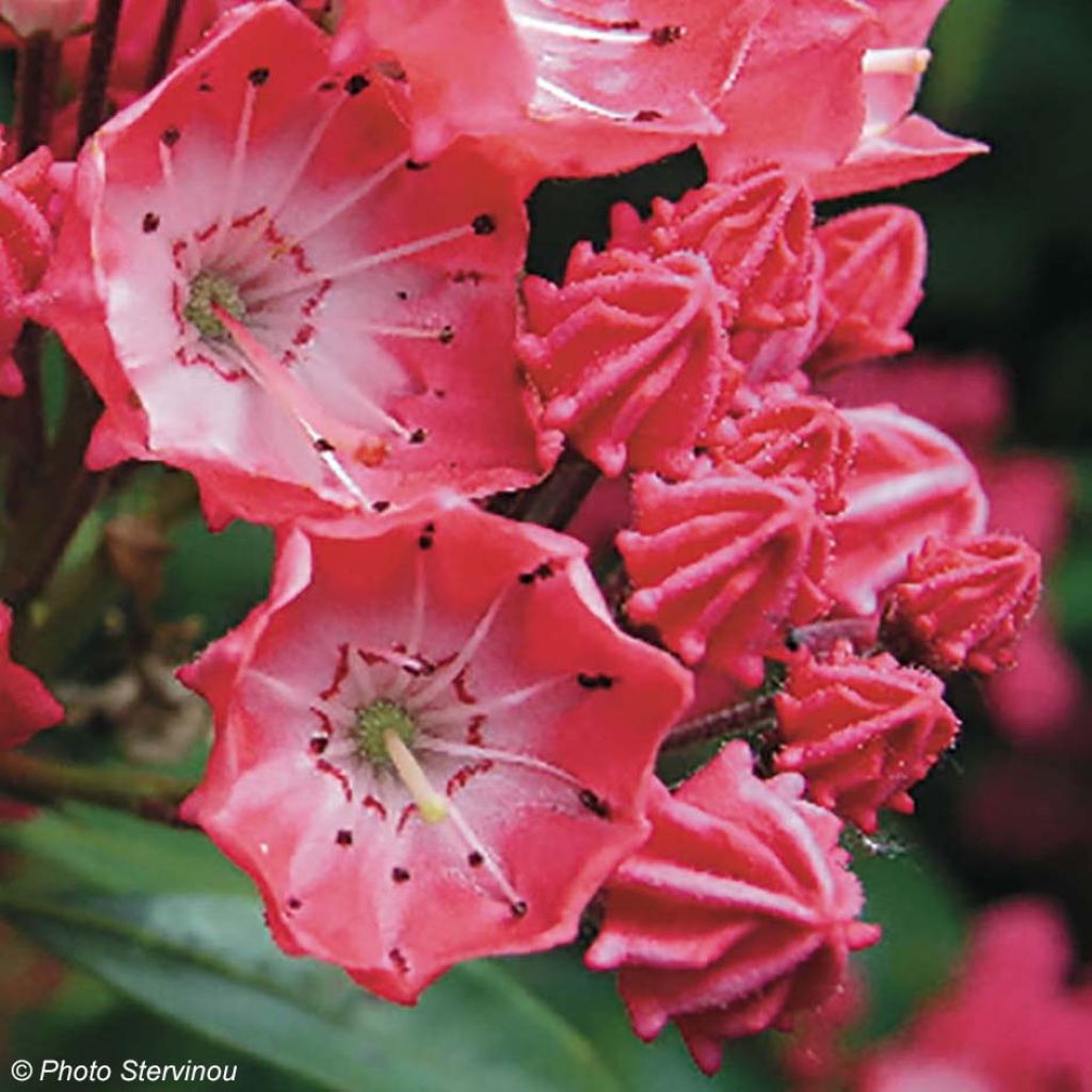 Leveälehtikalmia Pinkobello