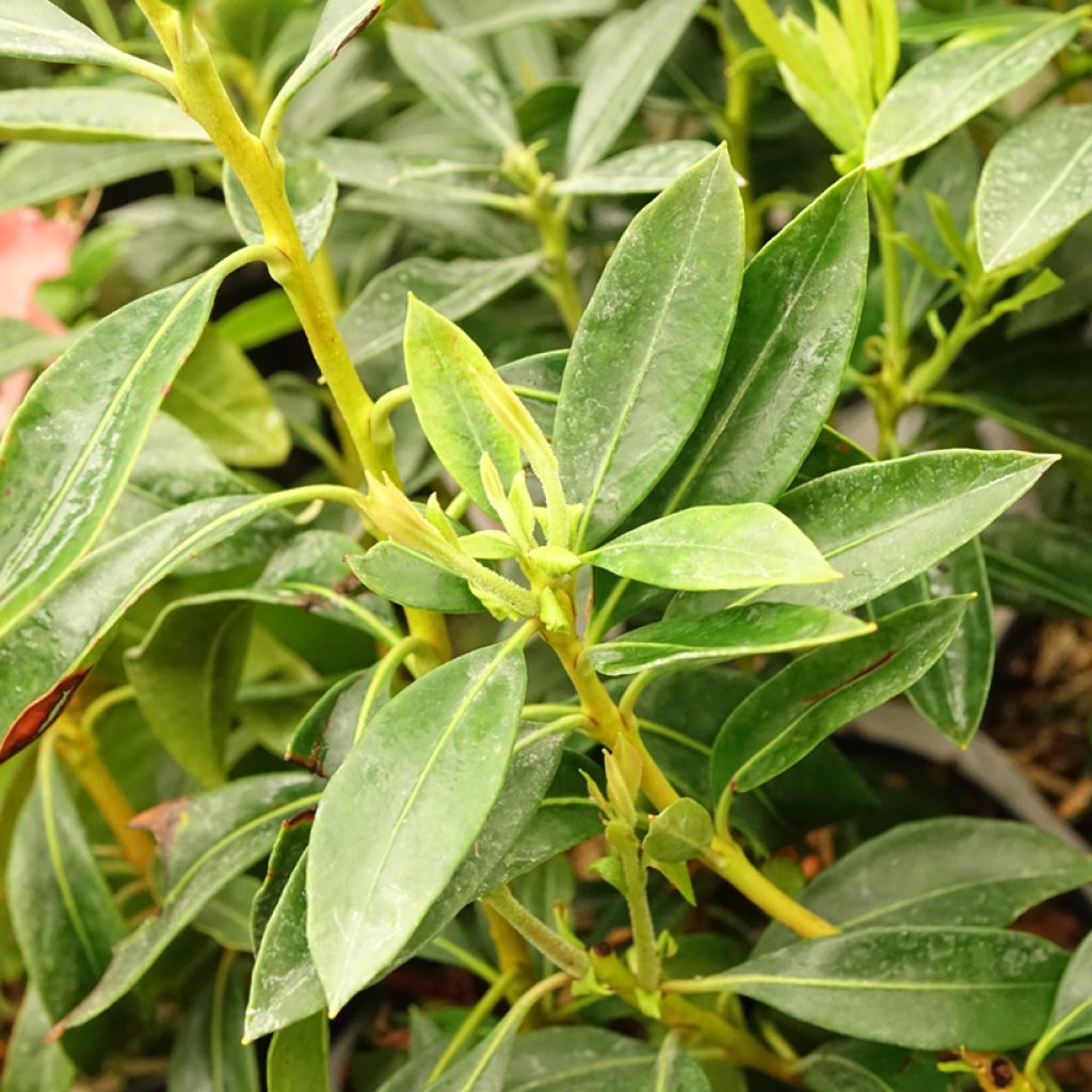 Leveälehtikalmia Pinwheel