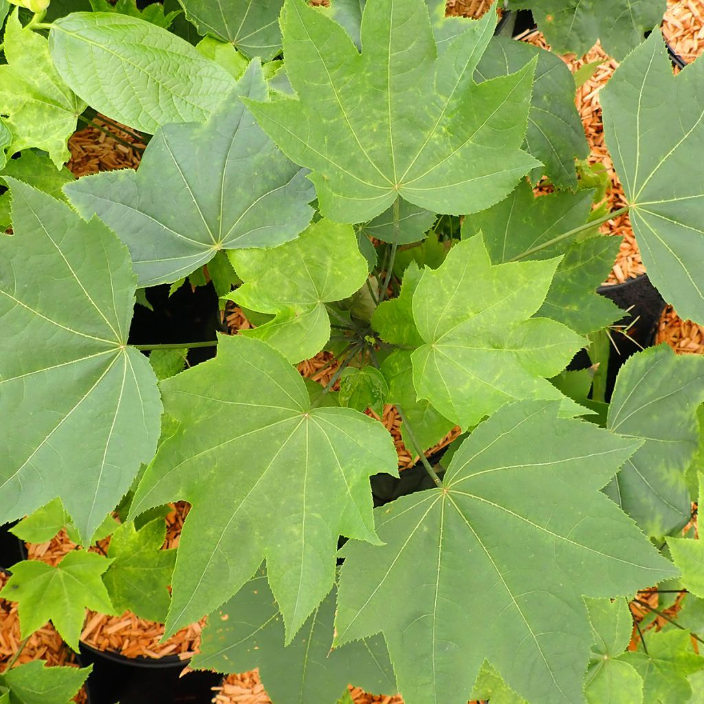 Seitsensormiaralia maximowiczii