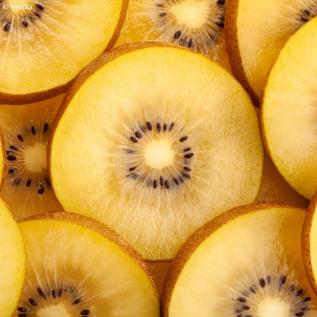 Kiivi kiw'Happy hedekasvi, kiw'Happy emikasvi