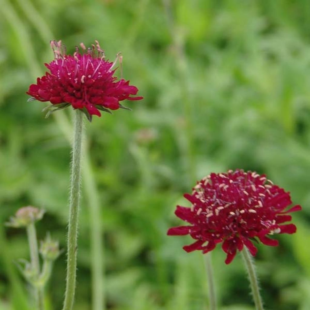 Etelänruusuruoho - Knautia macedonica