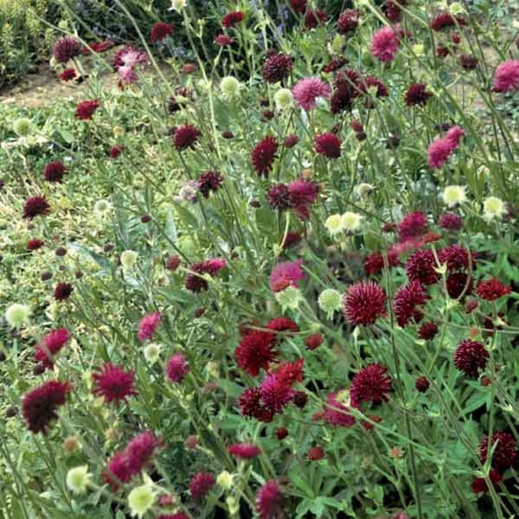 Etelänruusuruoho - Knautia macedonica