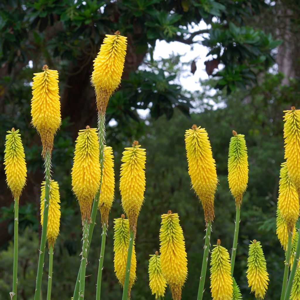Soihtulilja - Kniphofia citrina