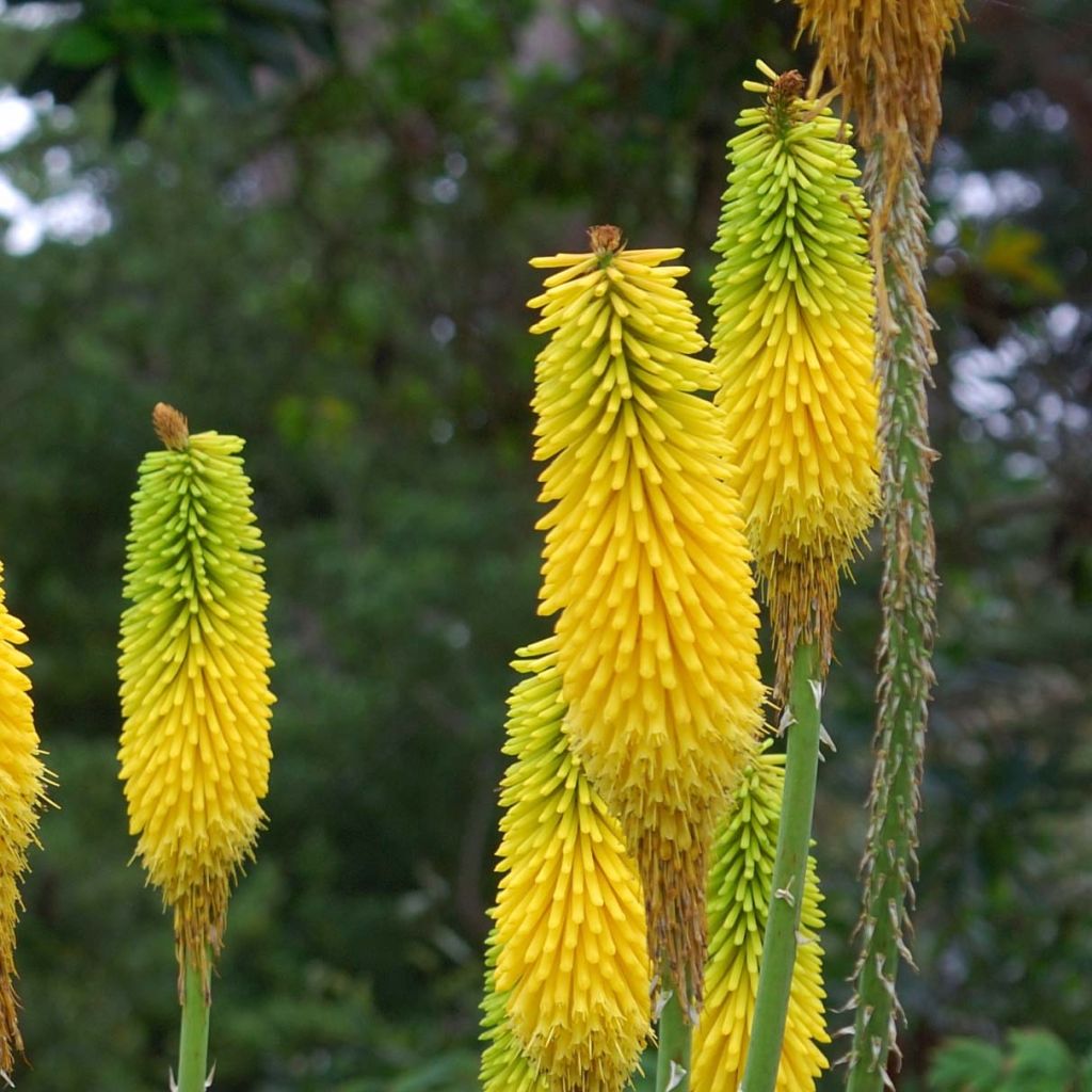 Soihtulilja - Kniphofia citrina