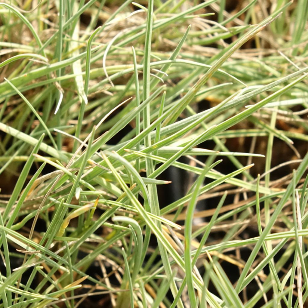 Hopeatoppo - Koeleria glauca
