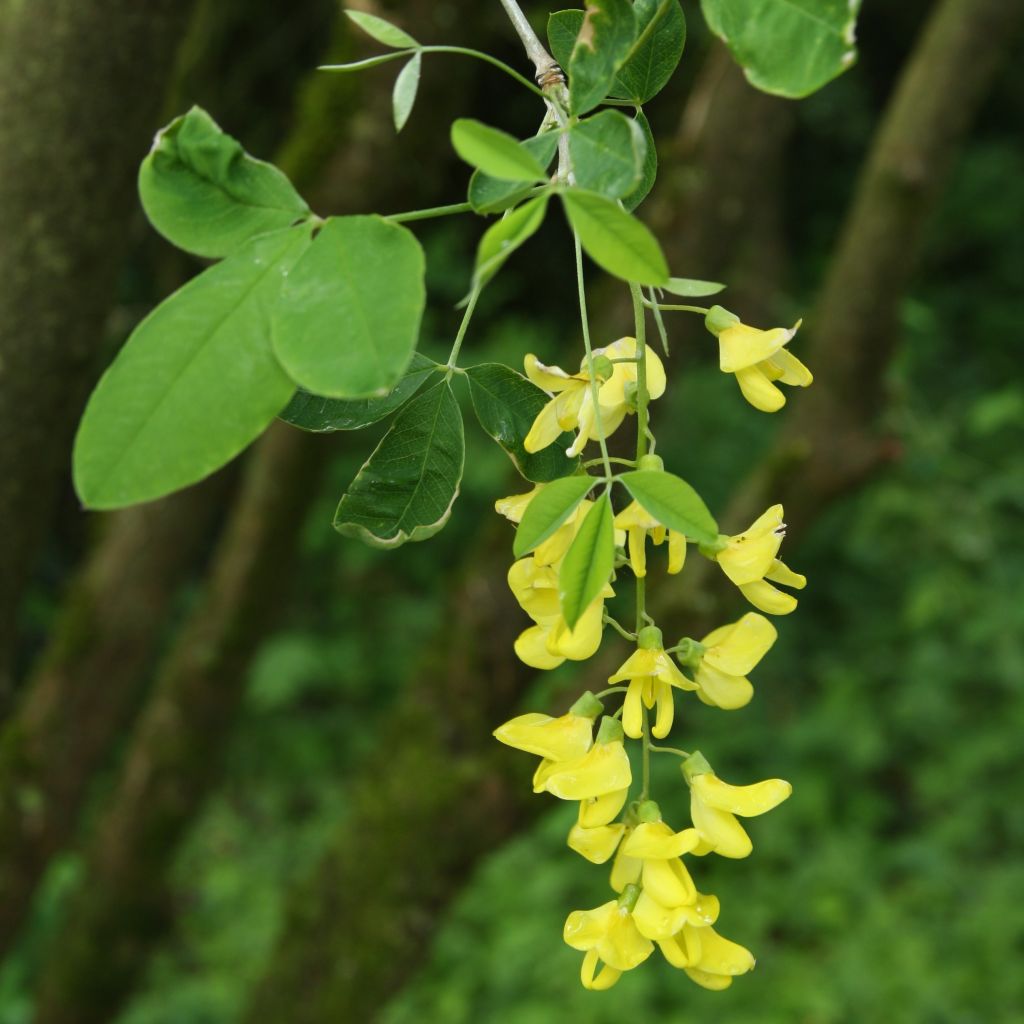 Etelänkultasade - Laburnum anagyroides