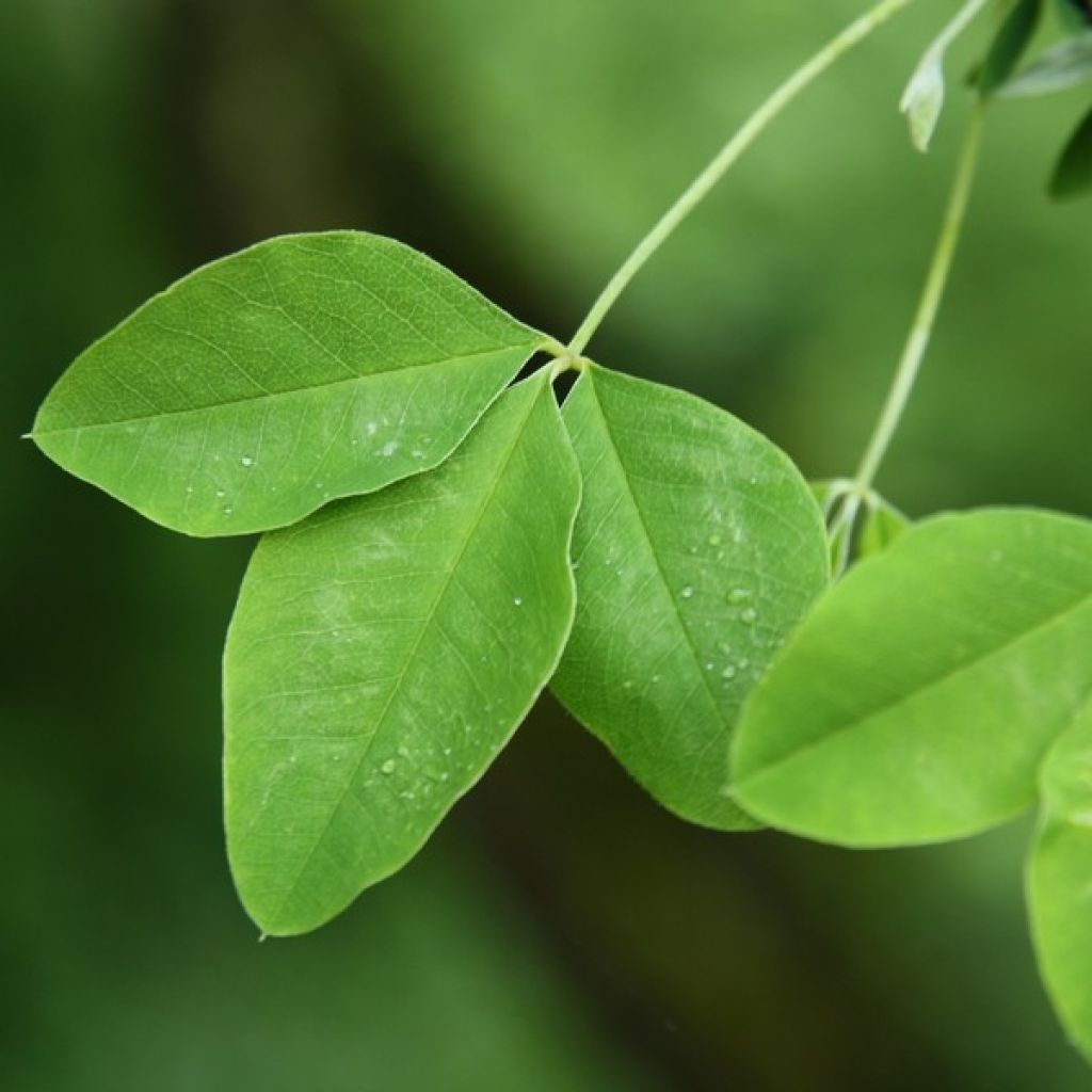 Etelänkultasade - Laburnum anagyroides