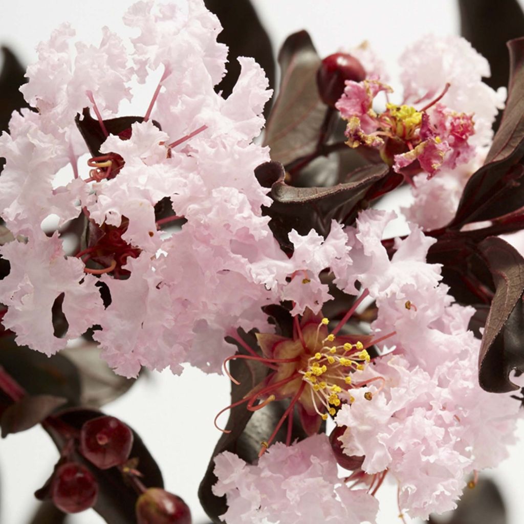 Kiinankutrio Black Solitaire Blush
